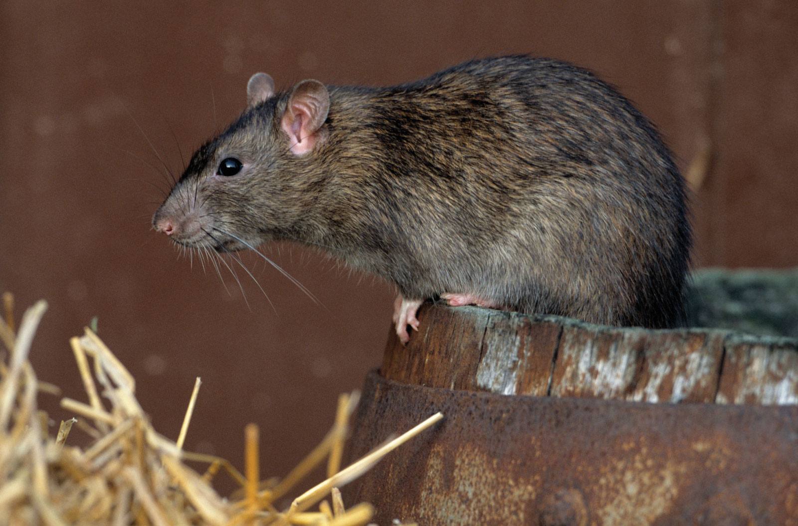 Чем опасны крысы